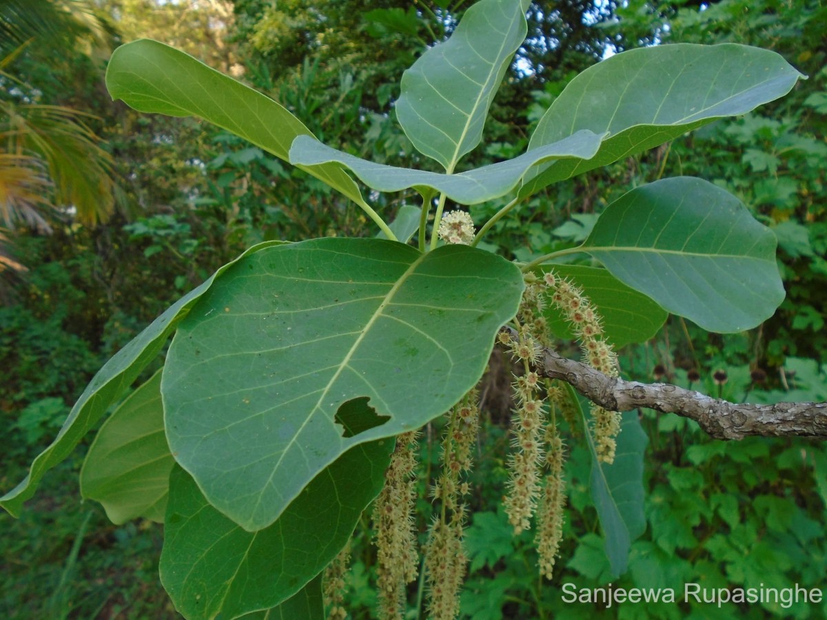 Terminalia bellirica (Gaertn.) Roxb.